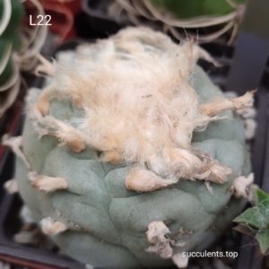 насіння lophophora L22 seeds