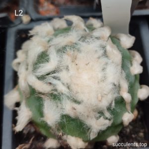 насіння lophophora L2 seeds