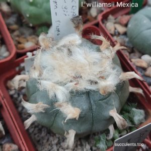 насіння lophophora williamsii Mexica seeds