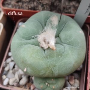 насіння lophophora diffusa seeds