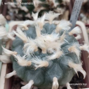насіння lophophora williamsii texensis seeds