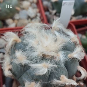 насіння lophophora williamsii L10 seeds