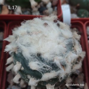 насіння lophophora L17 seeds