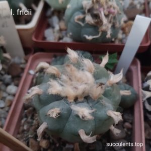 seeds lophophora fricii seeds