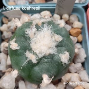 насіння lophophora diffusa koehresii seeds