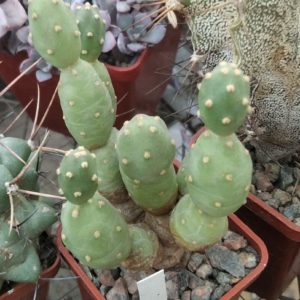 Cumulopuntia spec.-Чехія- пагони-