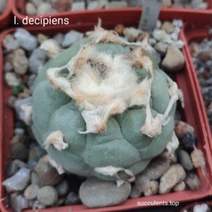 насіння lophophora decipiens seeds