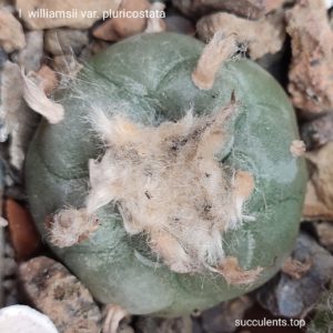насіння lophophora williamsii pluricostata seeds