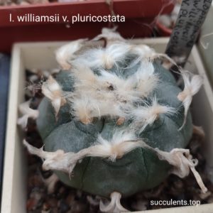 насіння lophophora williamsii pluricostata seeds