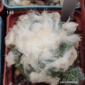 насіння lophophora (148) seeds