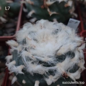 насіння lophophora L7 seeds