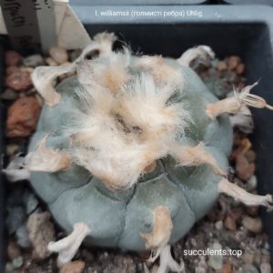 насіння lophophora williamsii (холмисті ребра) seeds
