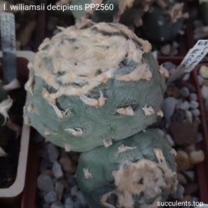 насіння williamsii decipiens PP2560 seeds