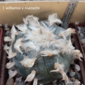 насіння lophophora williamsii huizachii seeds