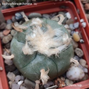 насіння lophophora echinata SU seeds