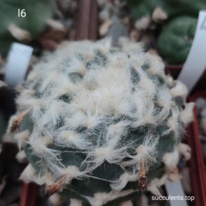 насіння lophophora L6 seeds