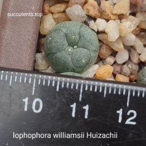 lophophora williamsii huizachii