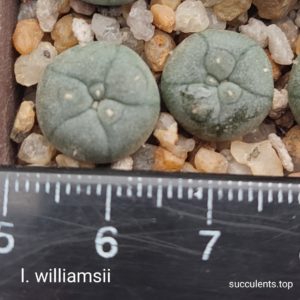 lophophora fricii