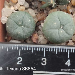 lophophora williamsii SB854