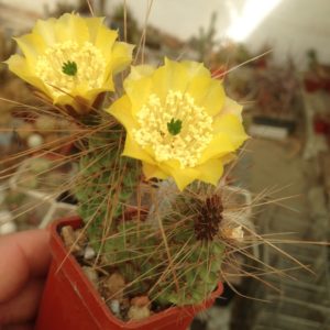 Opuntia tilcarensis v. rubrispina cv.”Fuchs”- пагони-