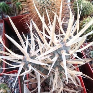 T. art. v. papyracanthus -white form- дітки-