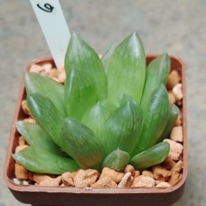 6457 Haworthia mucronata var. morrisiae