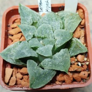 6458 Haworthia pygmaea v.chrystalina hybrid