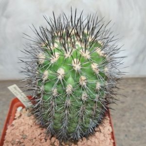 781 Neoporteria sp. -Los Hornos- імпорт вік 10 років