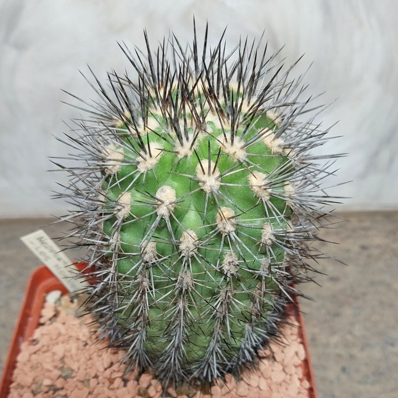 781 Neoporteria sp. -Los Hornos- імпорт вік 10 років
