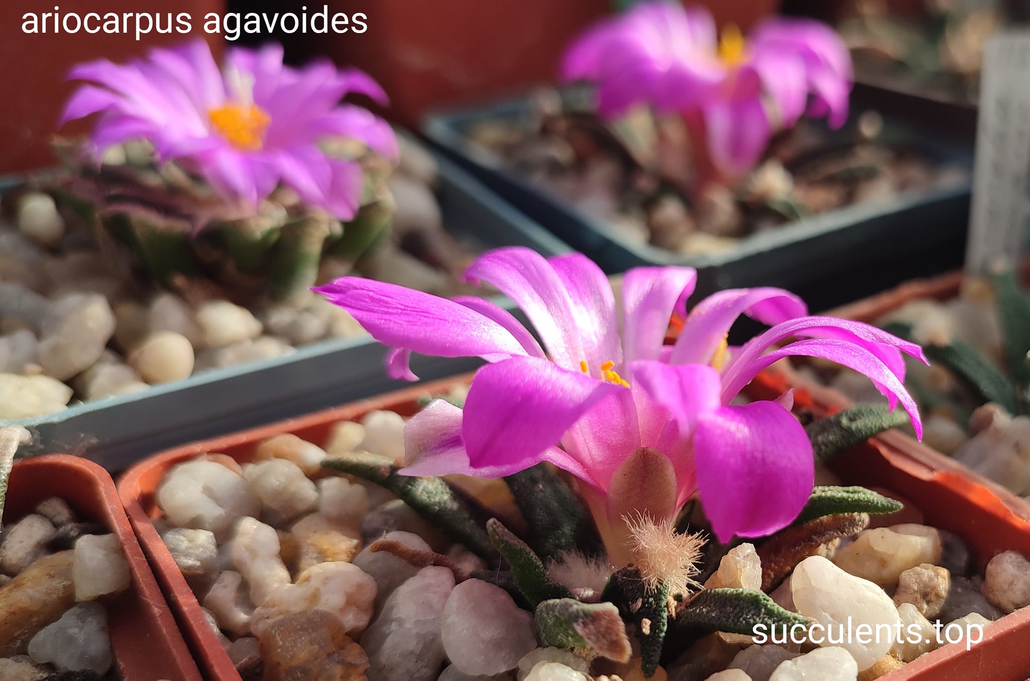 насіння ariocarpus agavoides  seeds