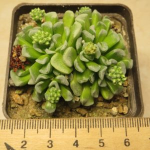 crassula celia