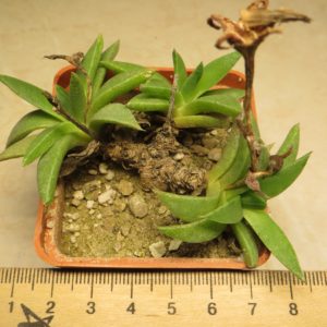bergeranthus scapigera caudex