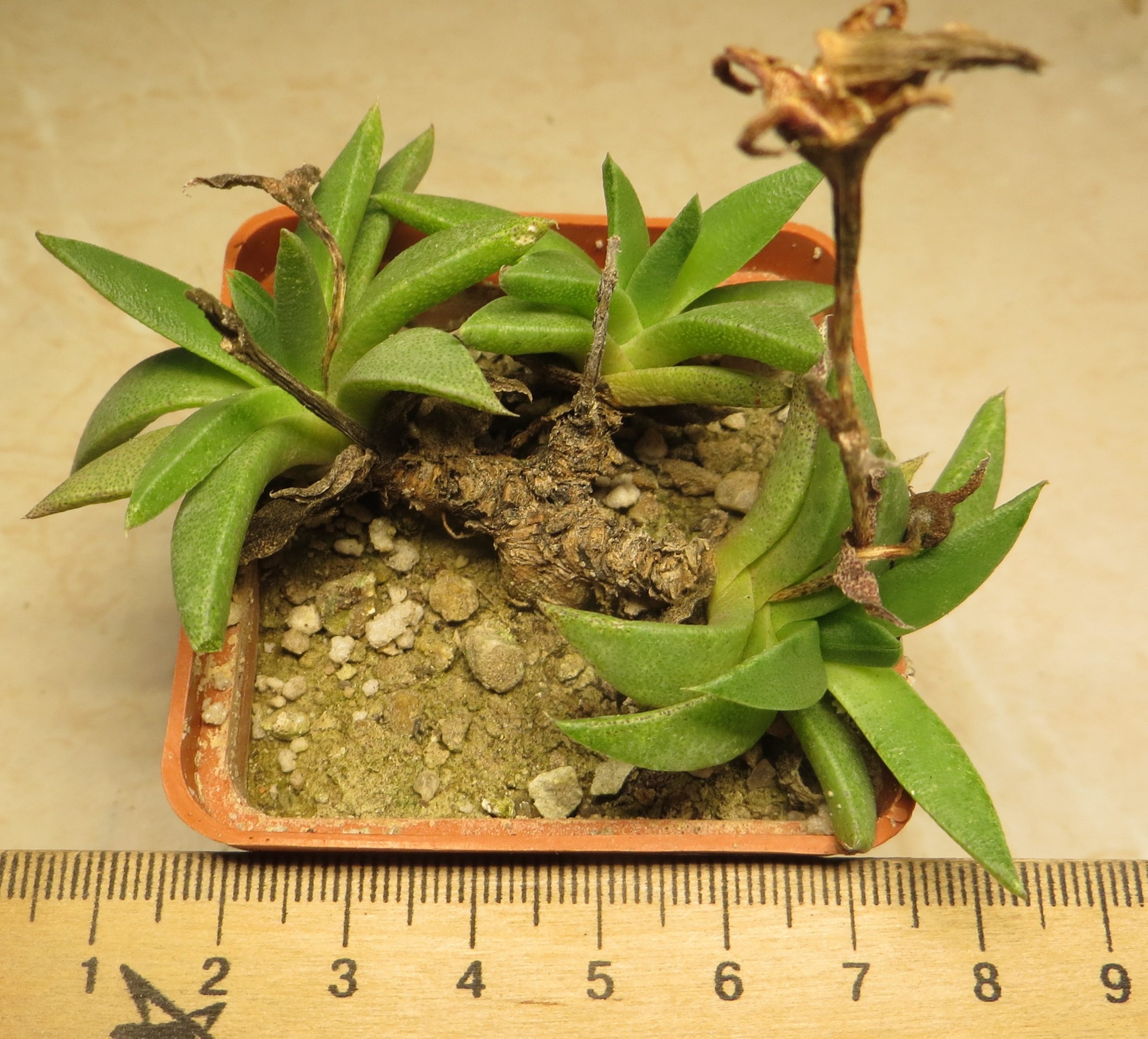 bergeranthus scapigera caudex
