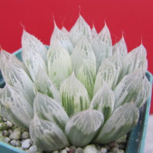 Haworthia    cooperi    variegata