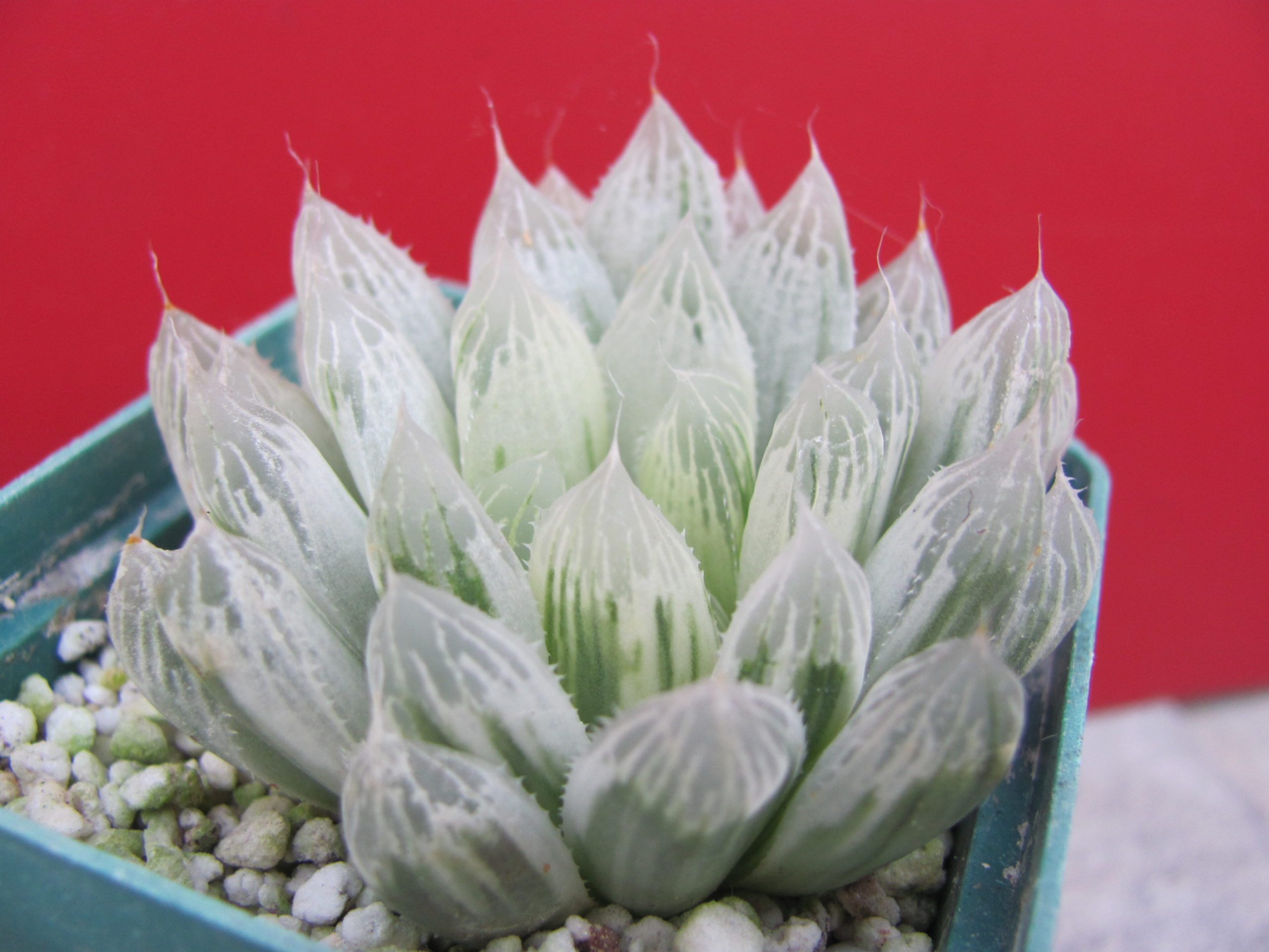 Haworthia    cooperi    variegata