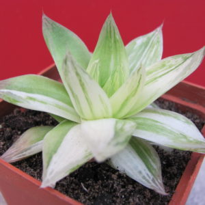 Haworthia    cymbiformis    variegata