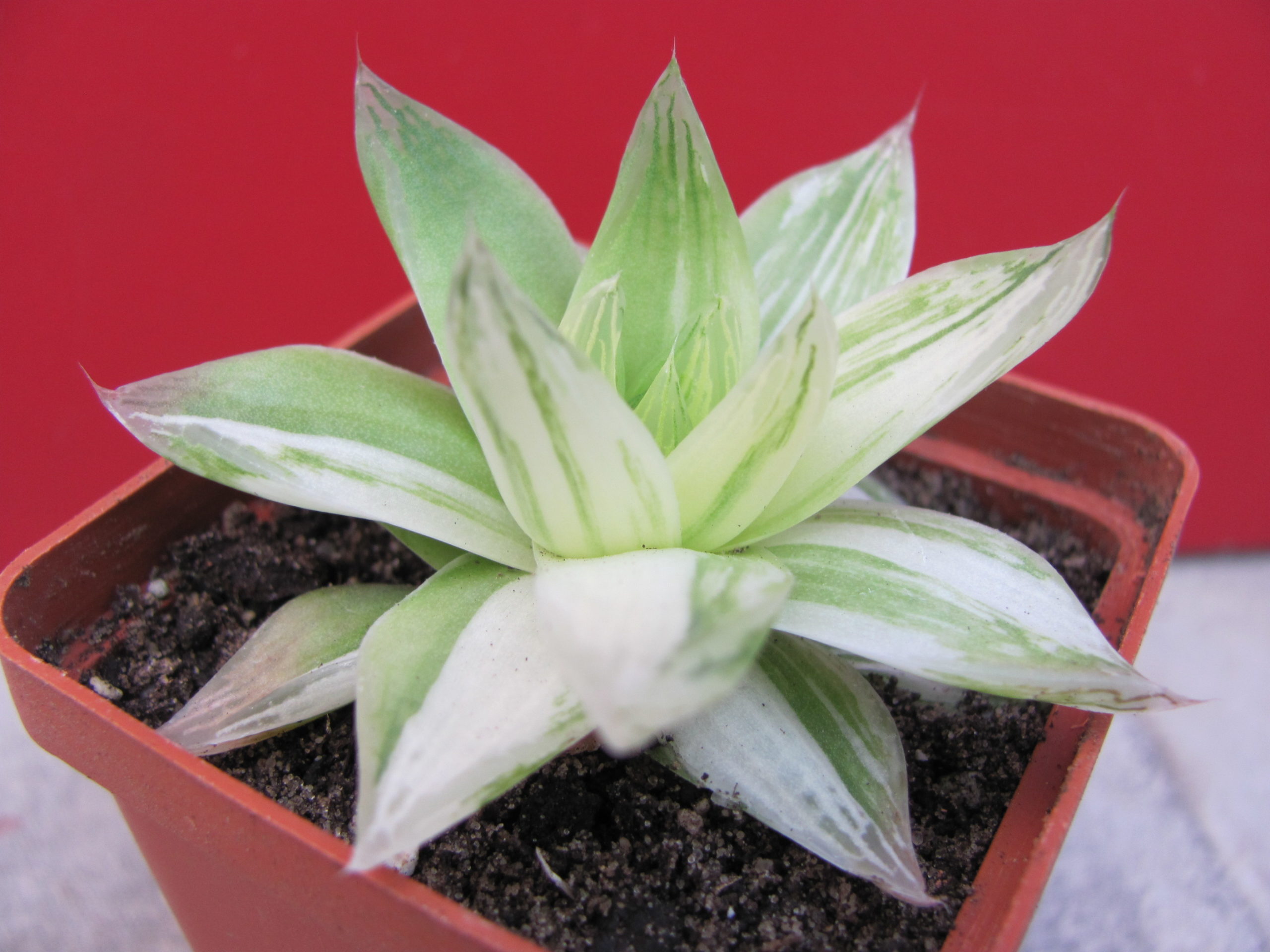 Haworthia    cymbiformis    variegata