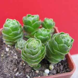 Crassula     Emerald