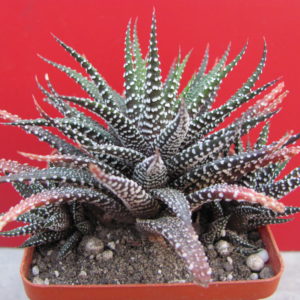 Haworthia    attenuata    *Concolor*