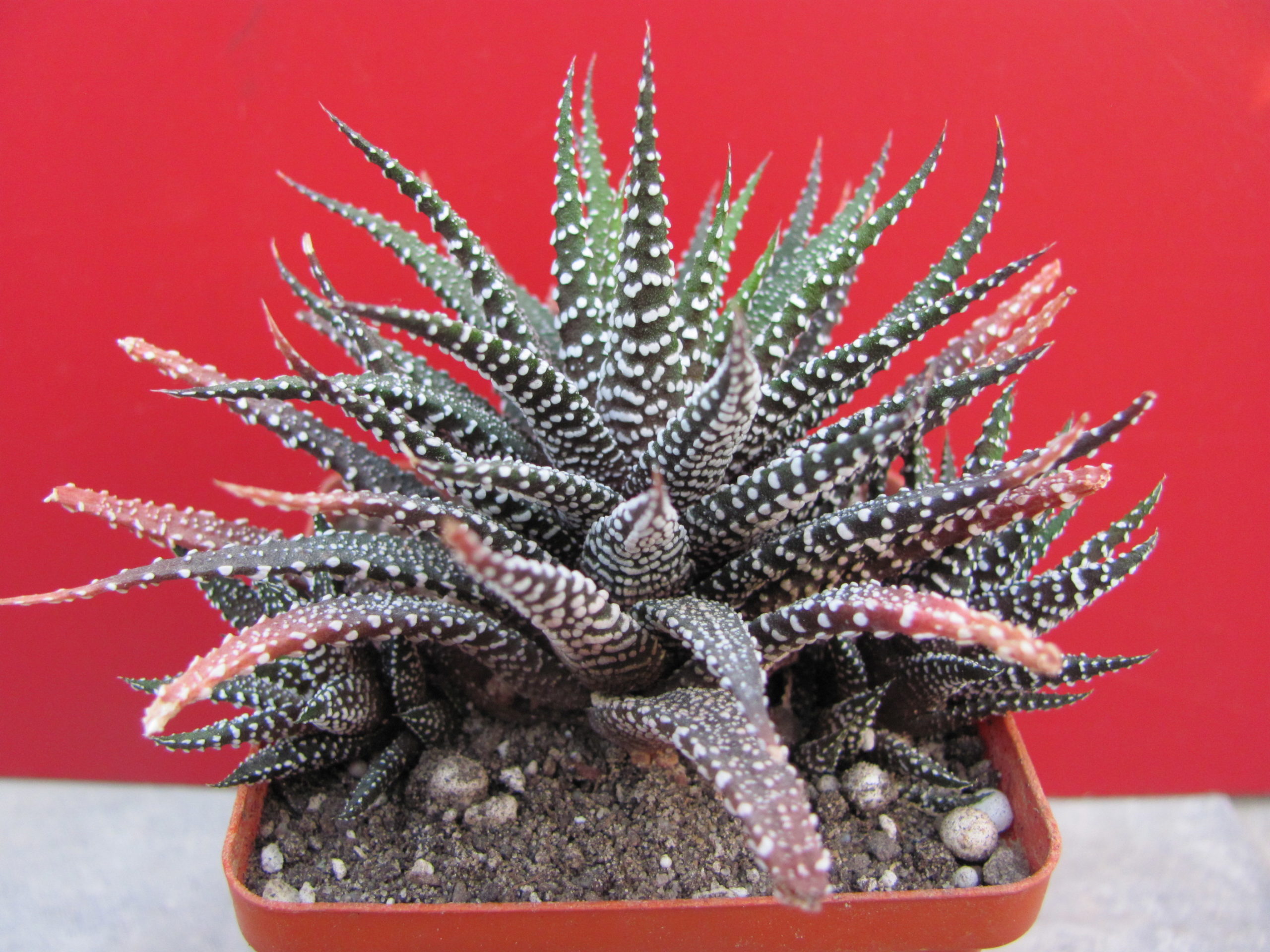 Haworthia    attenuata    *Concolor*