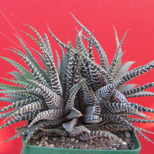 Haworthia    attenuata    *Concolor*