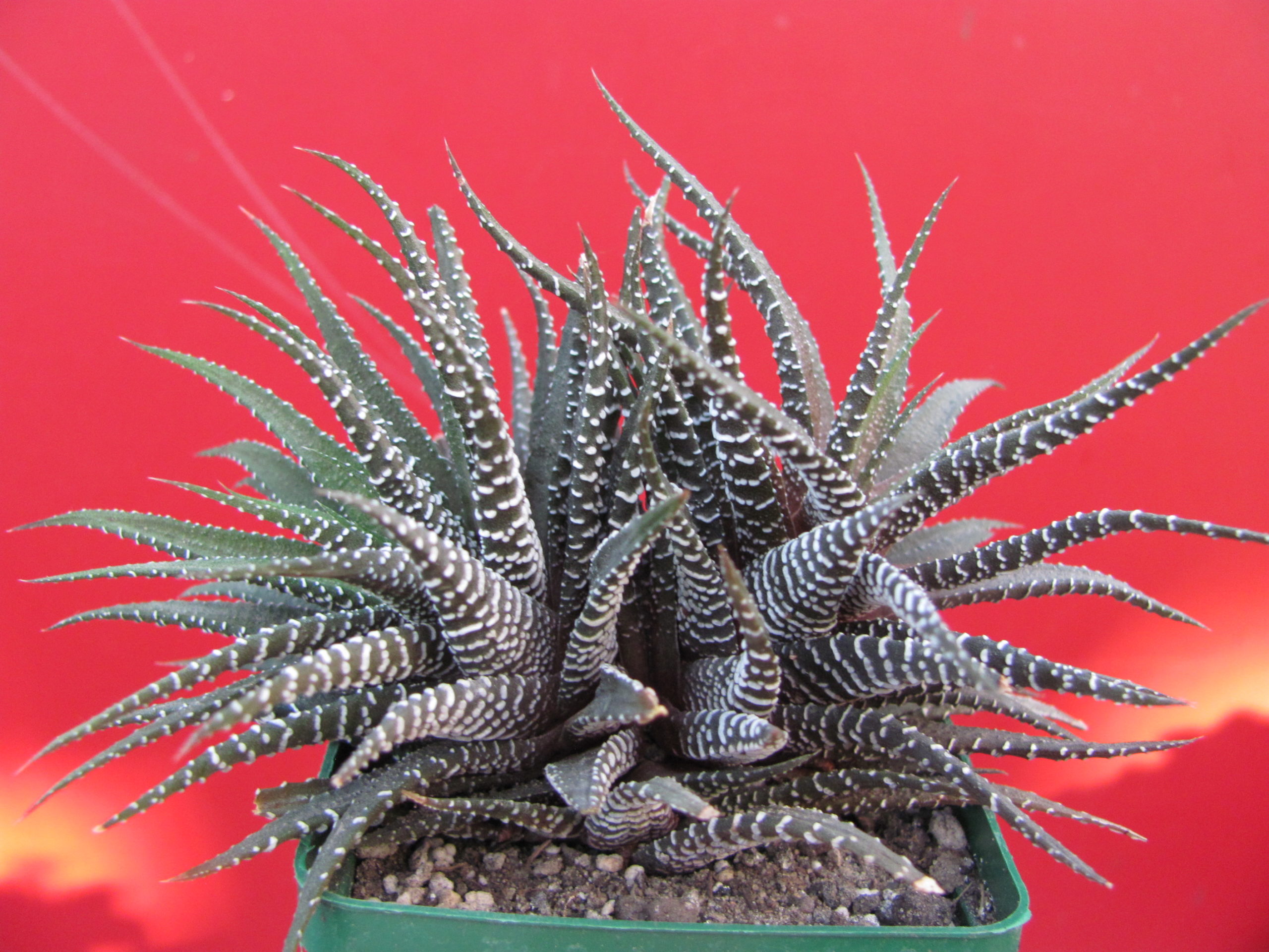 Haworthia    attenuata    *Concolor*