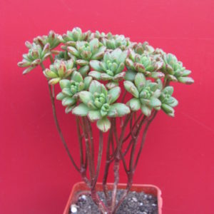 Aeonium    sedifolium