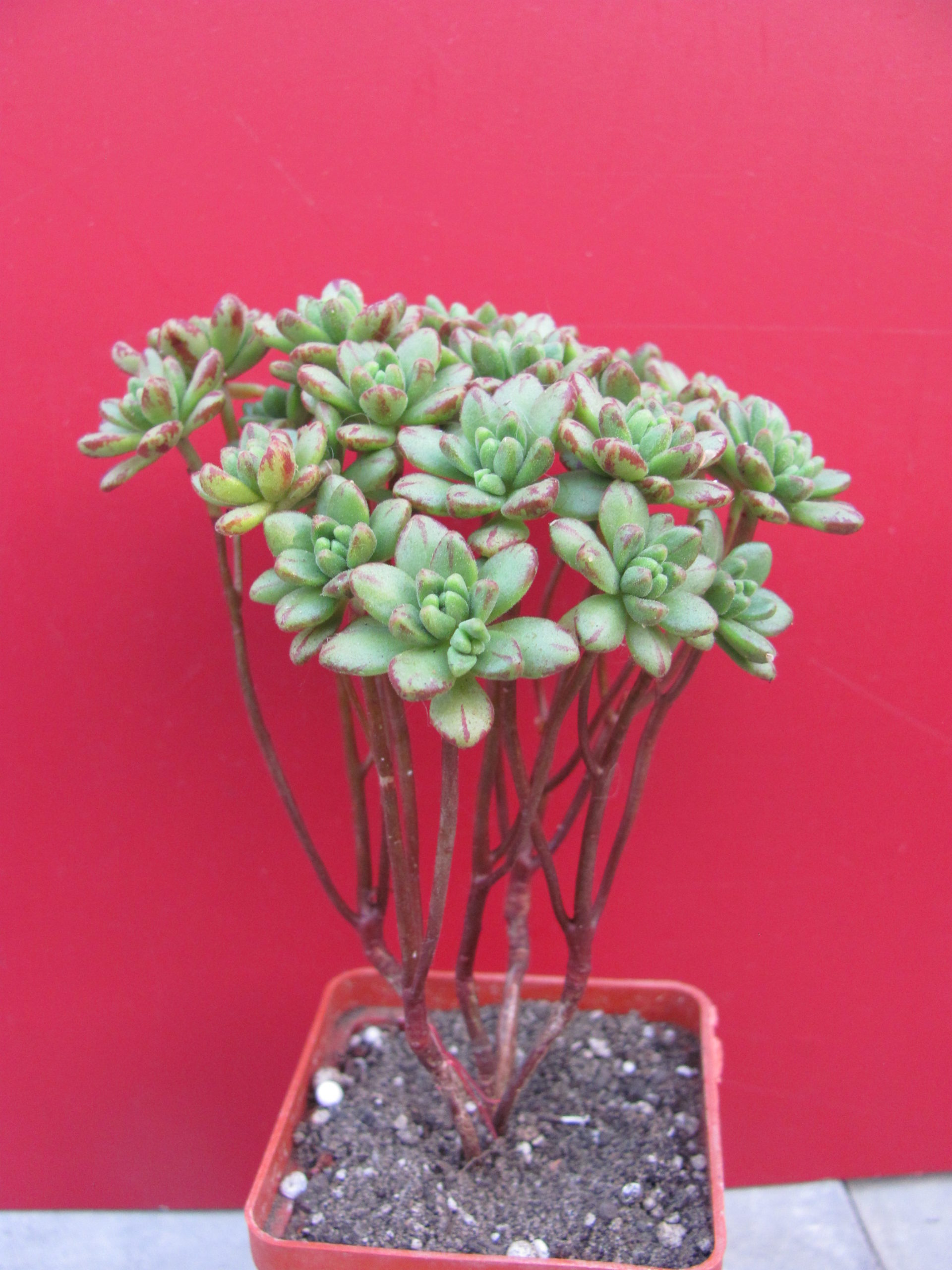 Aeonium    sedifolium