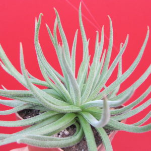 Crassula    hirta   *Mossel   Bay*