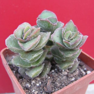 Crassula     *Jade   Tower*