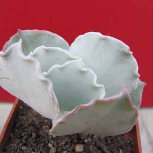 Cotyledon     undulata