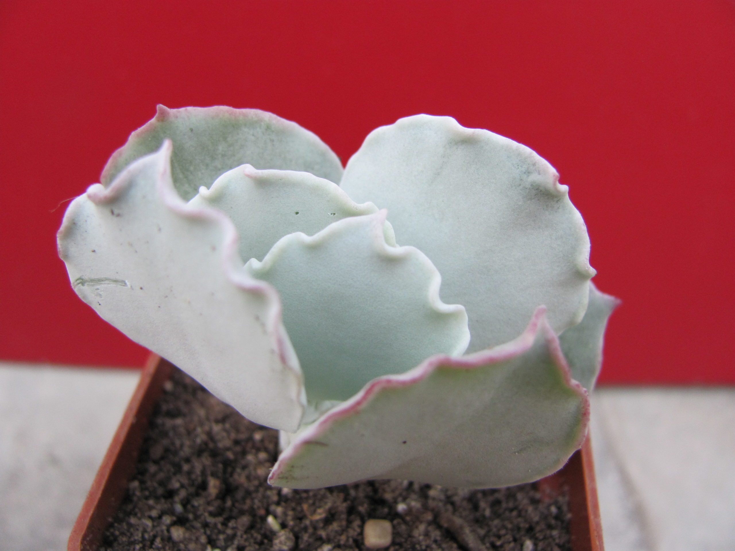 Cotyledon     undulata