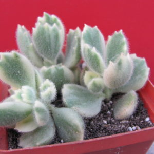 Cotyledon    tomentosa    variegata    3 разом
