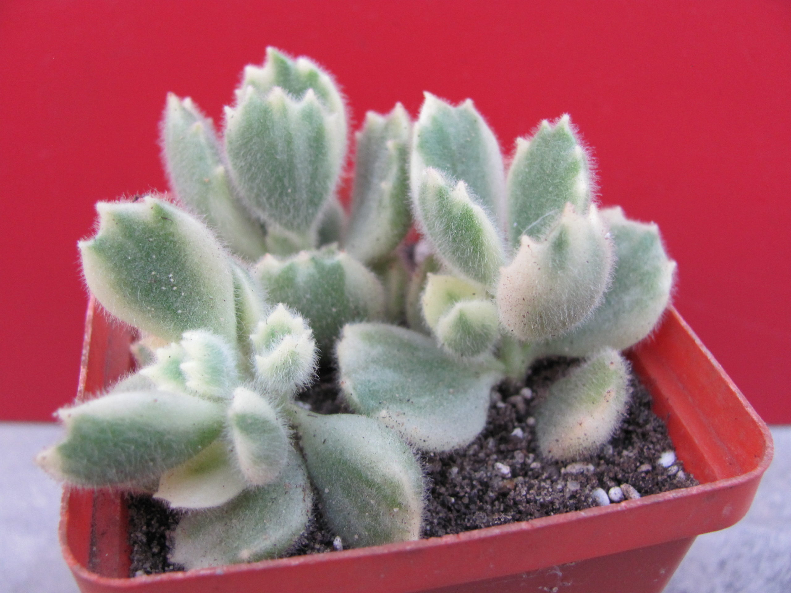 Cotyledon    tomentosa    variegata    3 разом